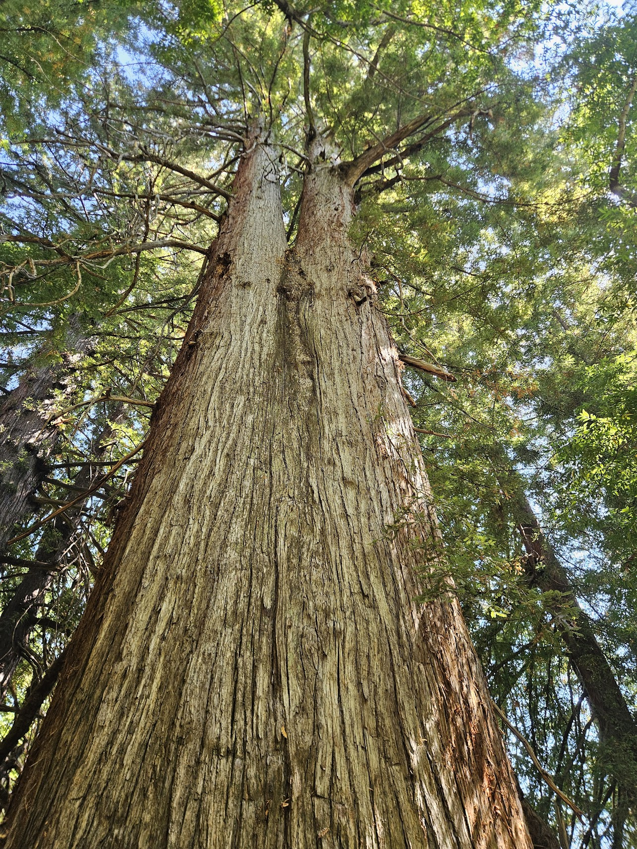 Redwood trees